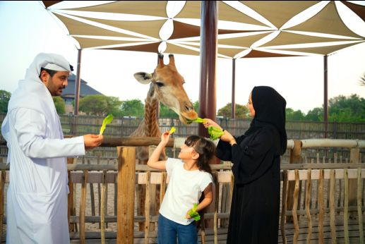 Giraffe Feeding