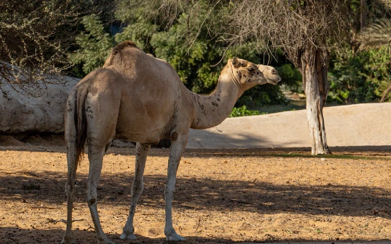 جمل عربي يقف في الظل