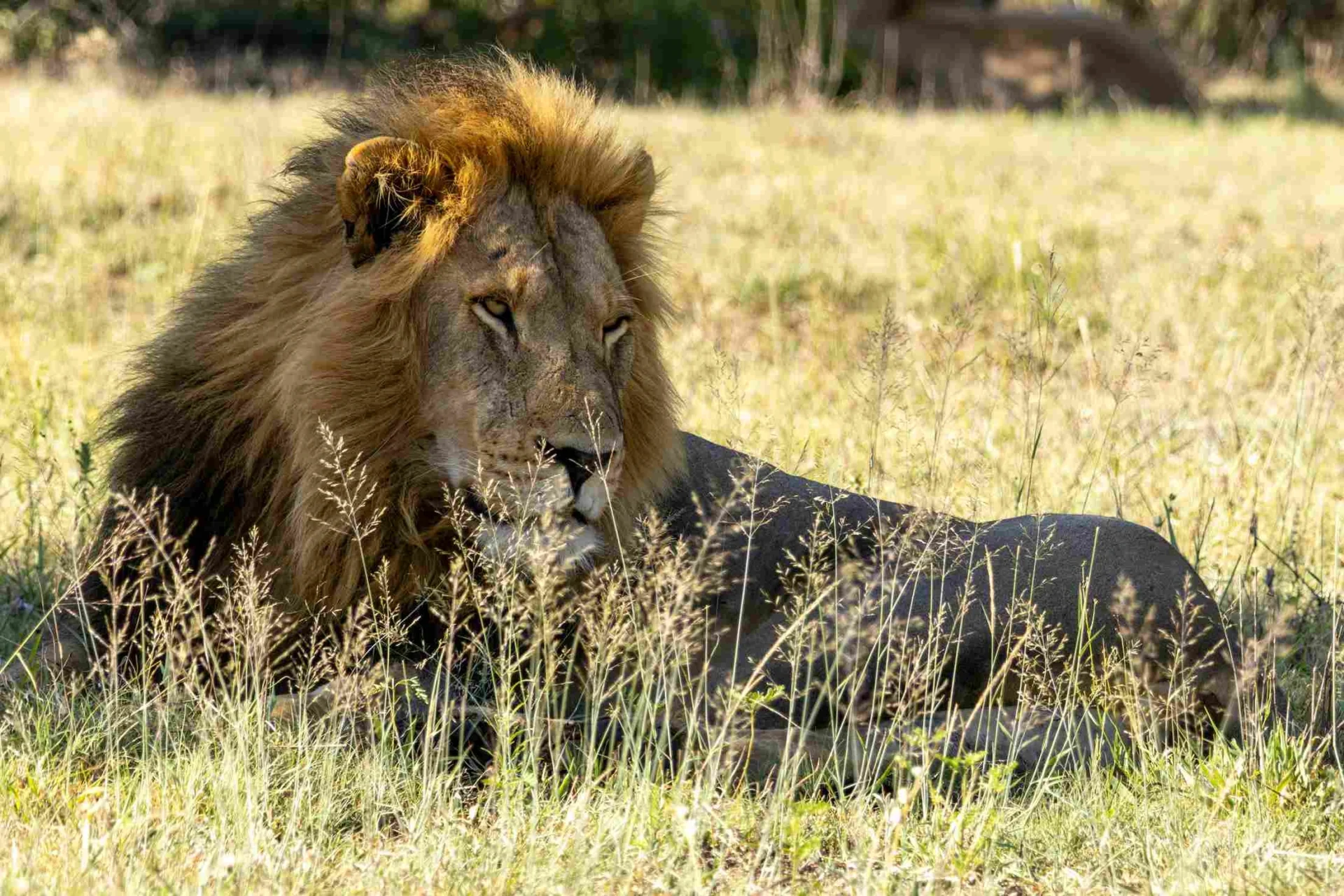 Male African Lion resting in the golden savanna grass