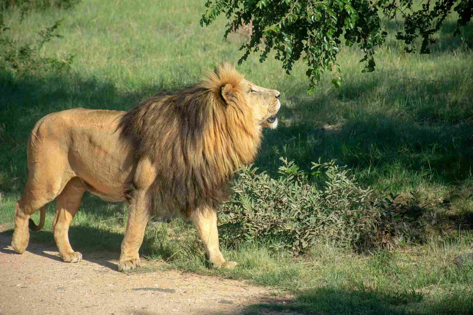 Male lion resting in the grass