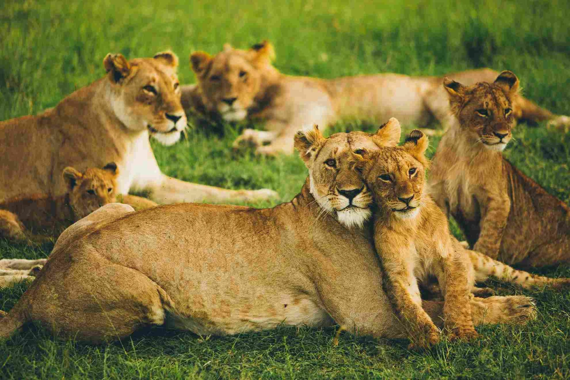 Lion pride resting together