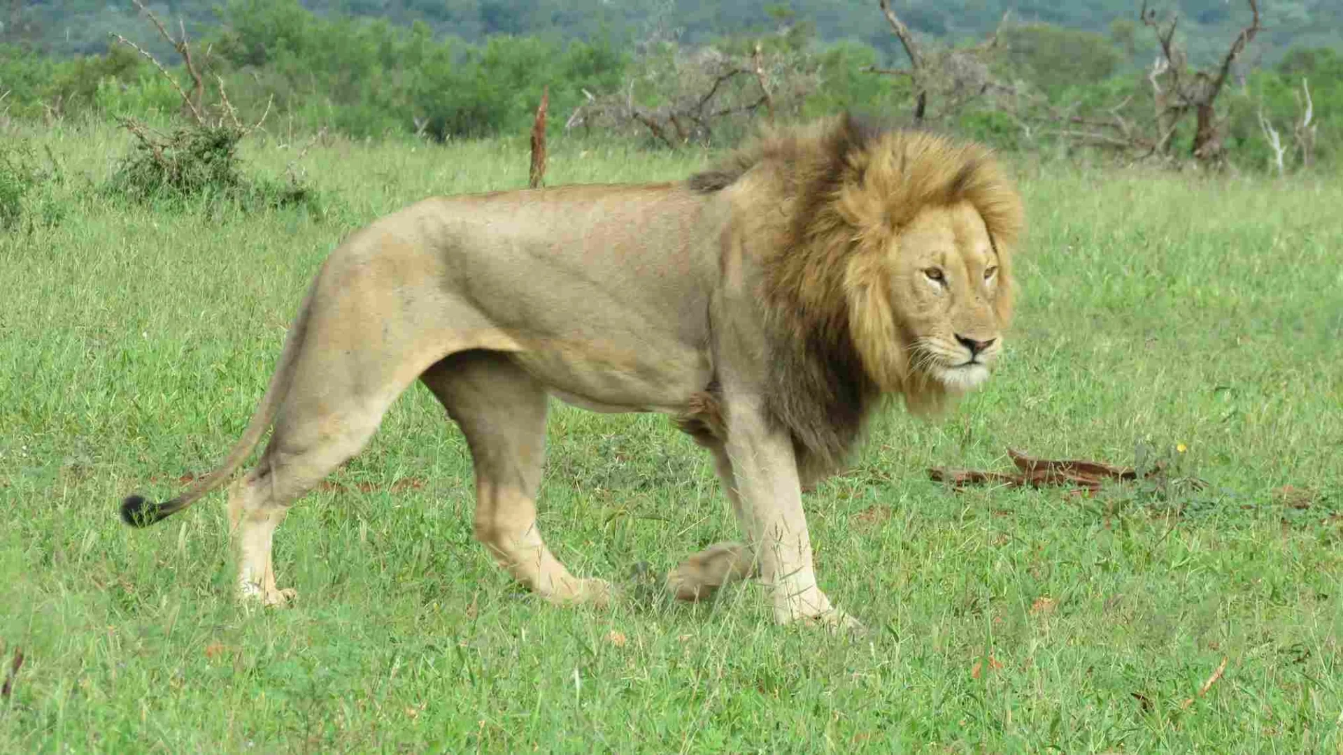 Lion walking through tall grass