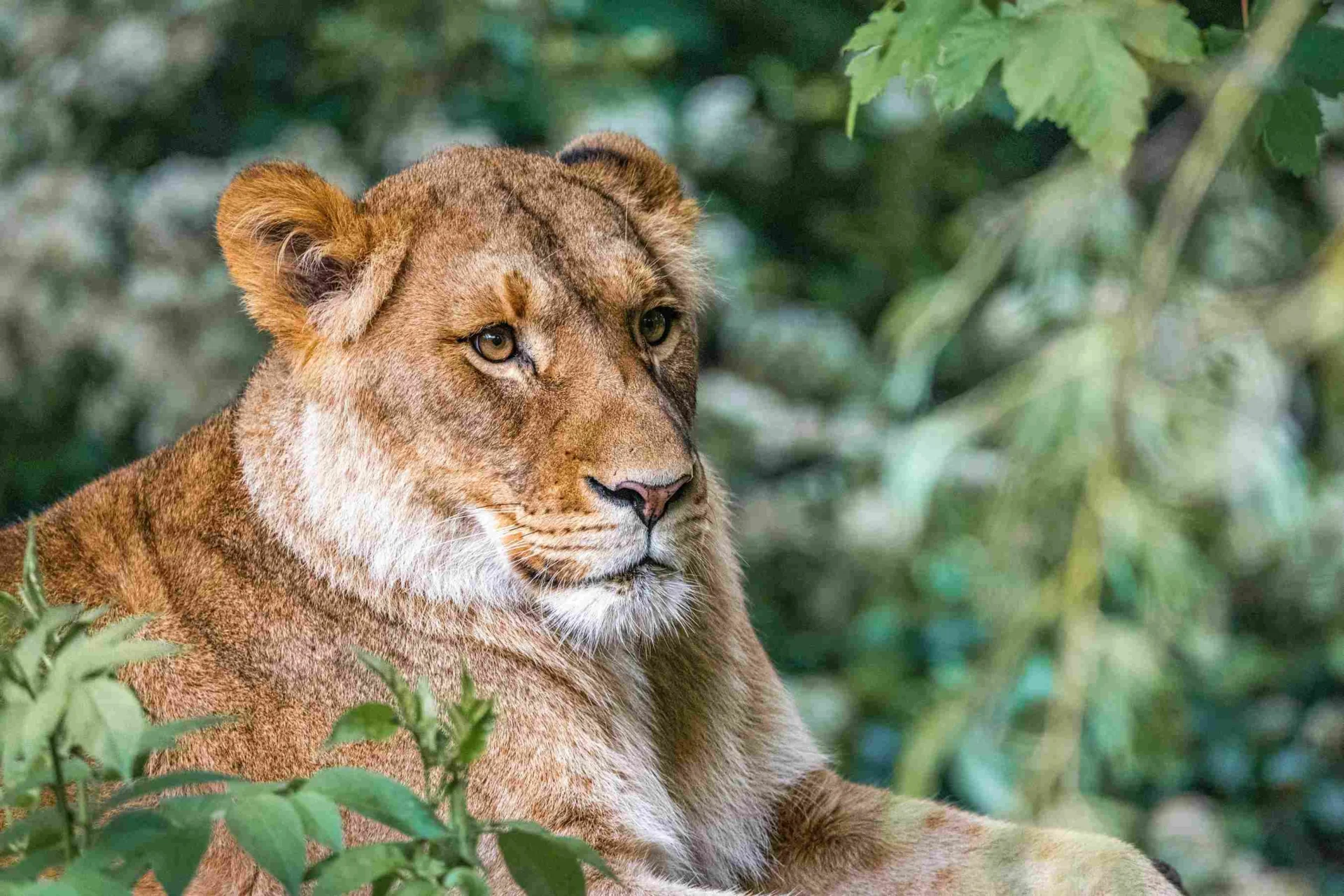 Close-up portrait of a lioness