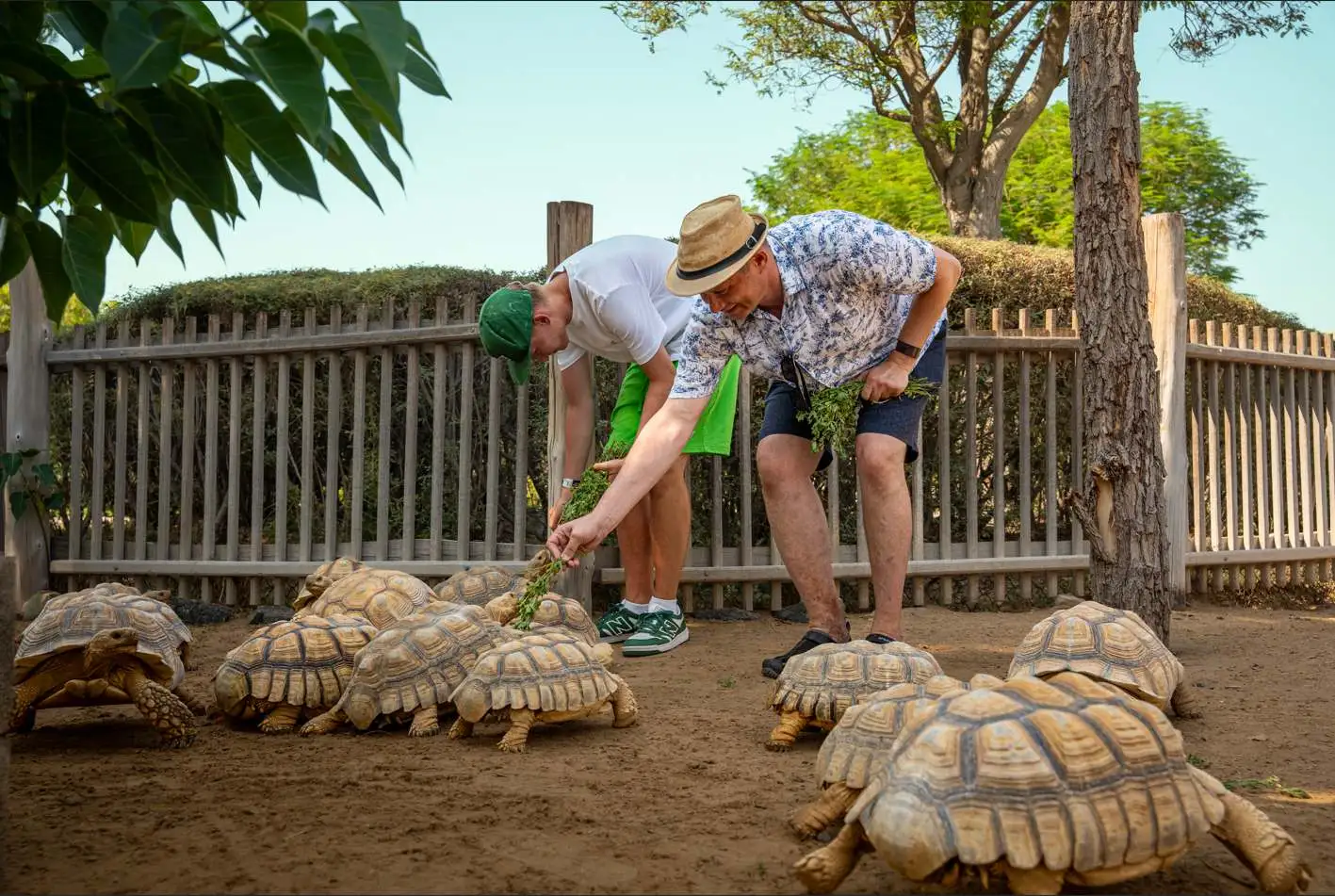 Guests feeding a giant tortoise